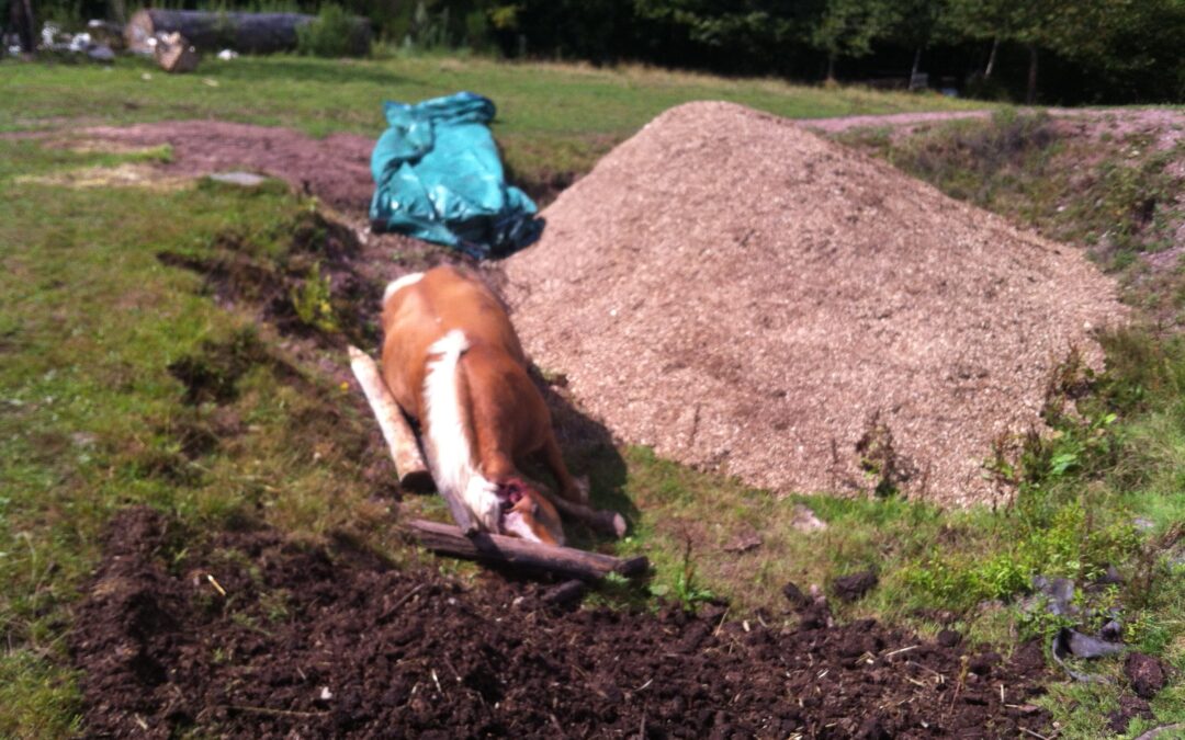 Amadéo était un bon cheval, c’est à cet étalon qu’on confiait les petits enfants pour une balade…